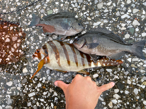 タカノハダイの釣果