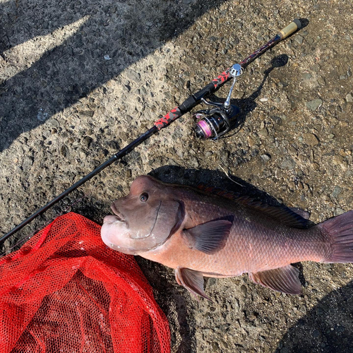 コブダイの釣果