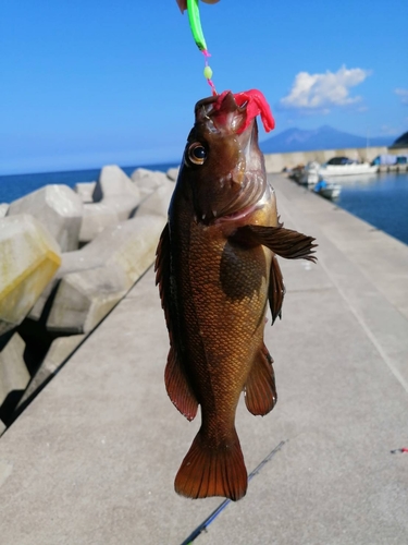 エゾメバルの釣果