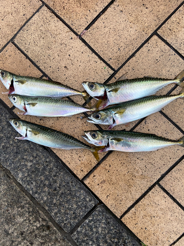 サバの釣果