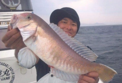 シロアマダイの釣果