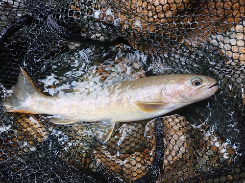 イワナの釣果