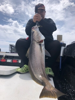 オオニベの釣果