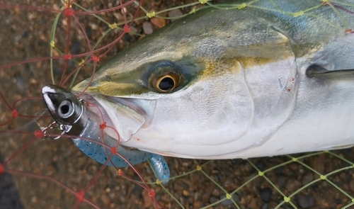 イナダの釣果