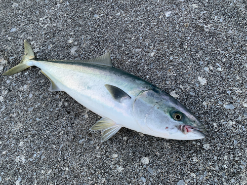 イナダの釣果