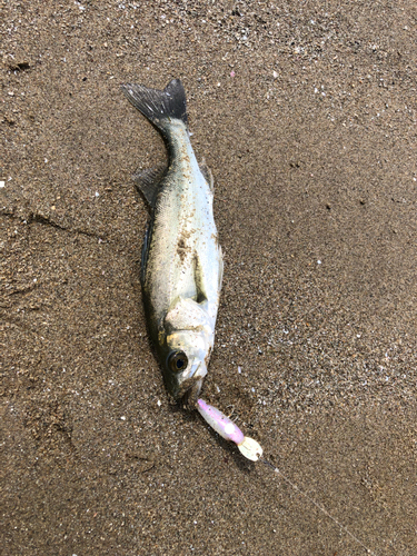 セイゴ（タイリクスズキ）の釣果