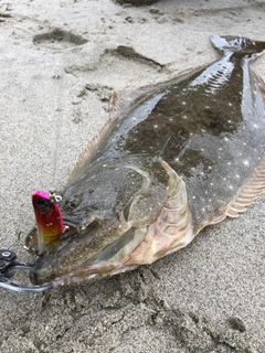ヒラメの釣果