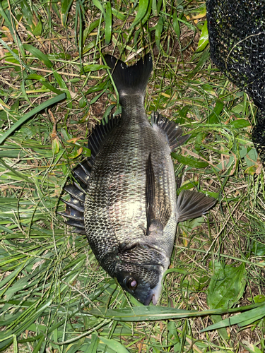 チヌの釣果