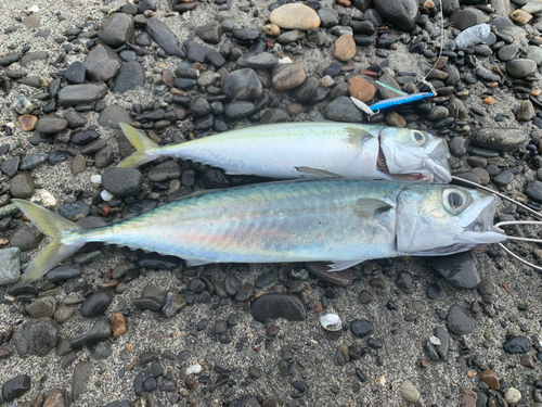 サバの釣果