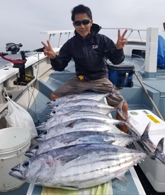 カツオの釣果