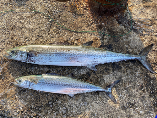 サワラの釣果