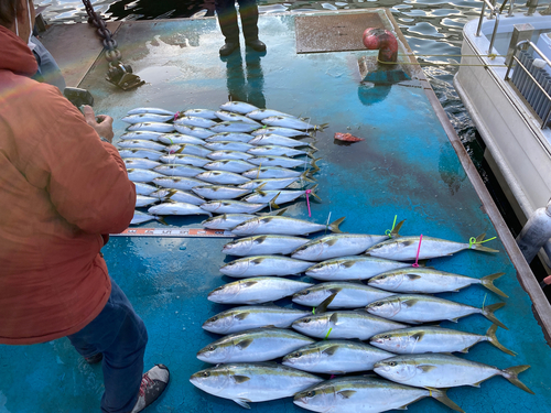 ハマチの釣果