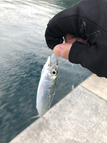 サバの釣果