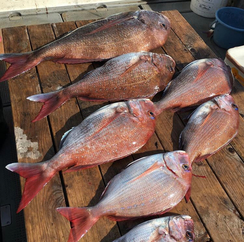 マダイの釣果