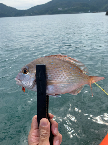 チダイの釣果