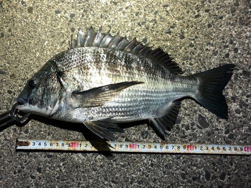 クロダイの釣果