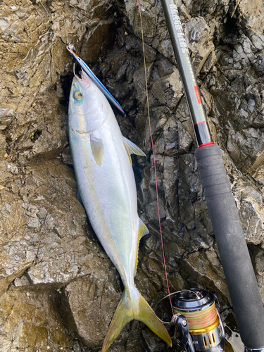 ハマチの釣果