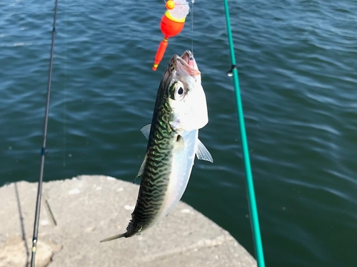 サバの釣果