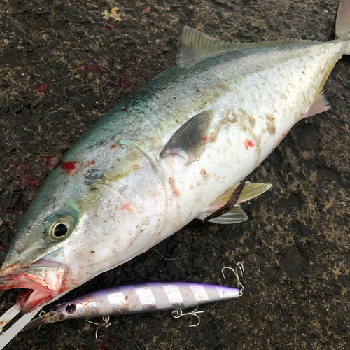 イナダの釣果