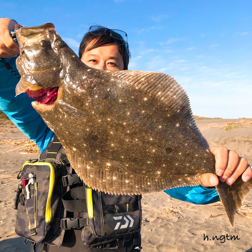 ヒラメの釣果