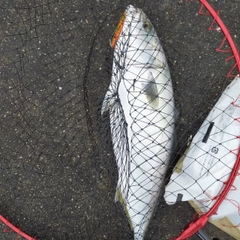 ハマチの釣果