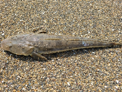 マゴチの釣果