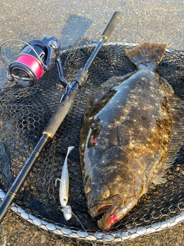 ヒラメの釣果