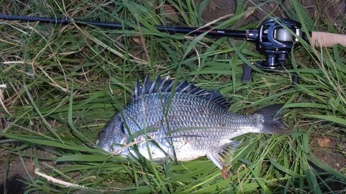 キビレの釣果