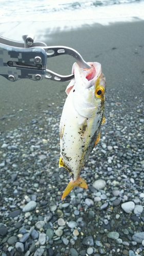 ショゴの釣果