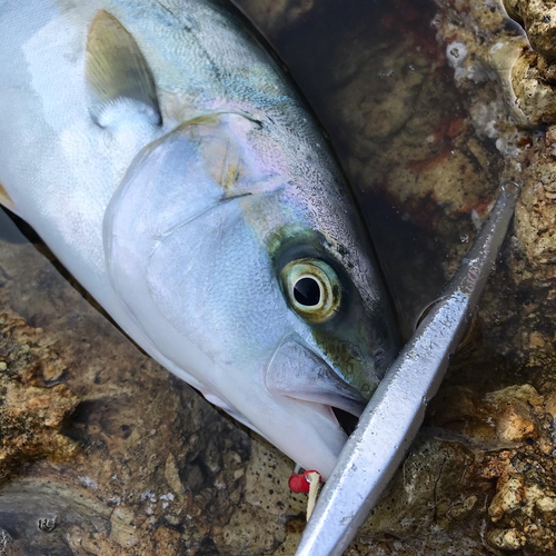 ヒラマサの釣果