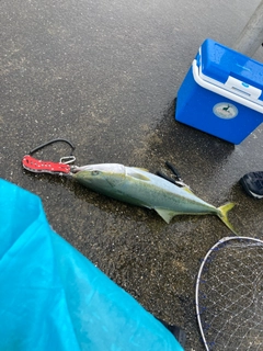 メジロの釣果