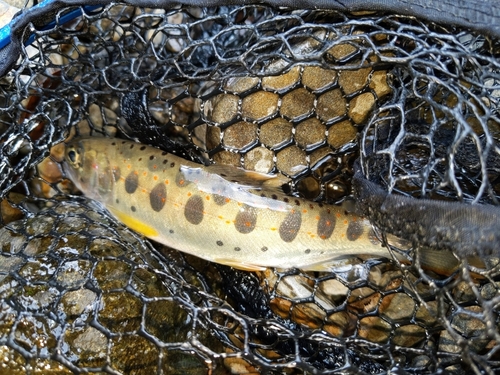 アマゴの釣果