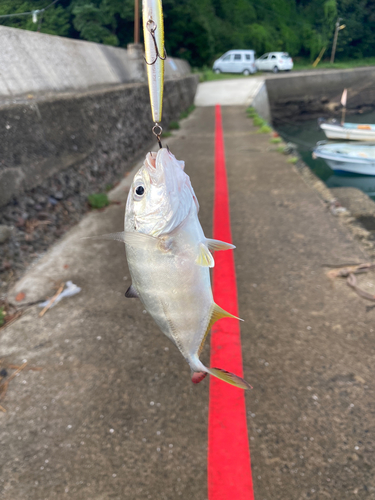 メッキの釣果