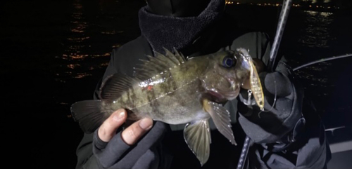 メバルの釣果