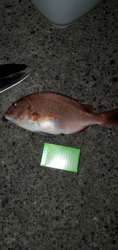 マダイの釣果