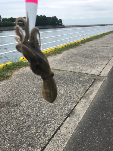 イイダコの釣果