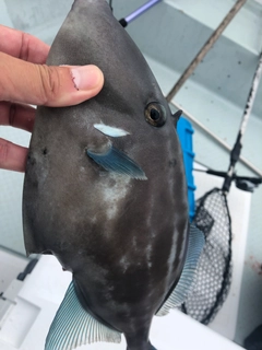 ウマヅラハギの釣果