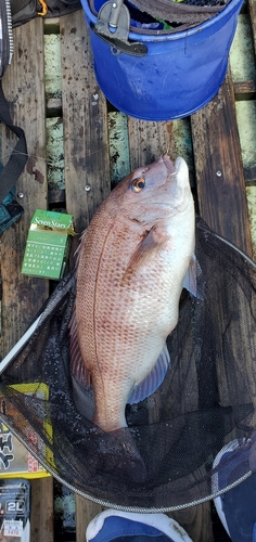 マダイの釣果