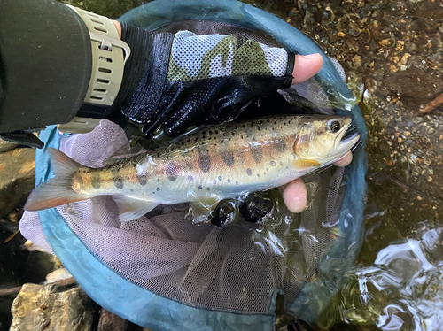 ヤマメの釣果