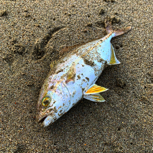 ショゴの釣果