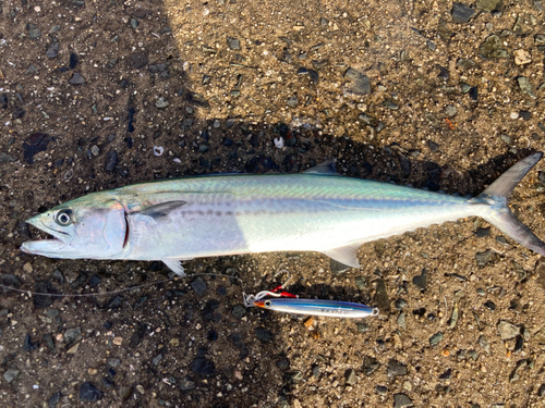 サゴシの釣果