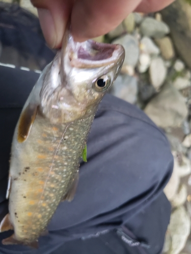 イワナの釣果