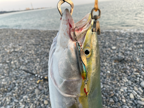 ハマチの釣果