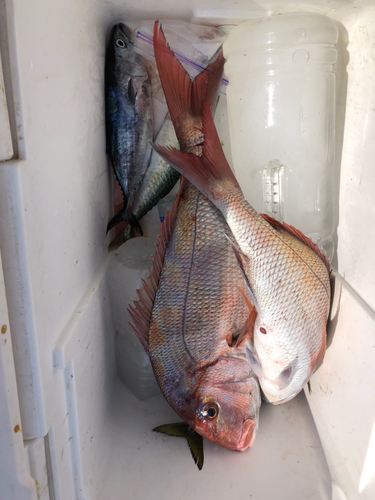 タイの釣果