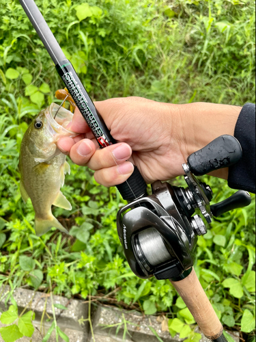 ラージマウスバスの釣果