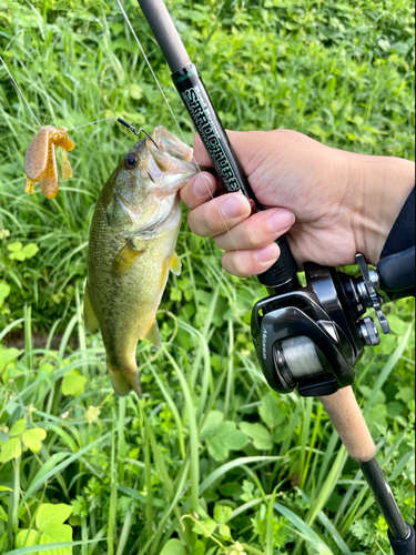 ラージマウスバスの釣果