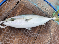 イナダの釣果