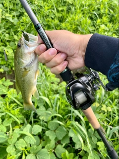 ラージマウスバスの釣果