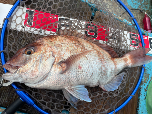 マダイの釣果