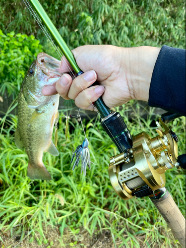 ラージマウスバスの釣果